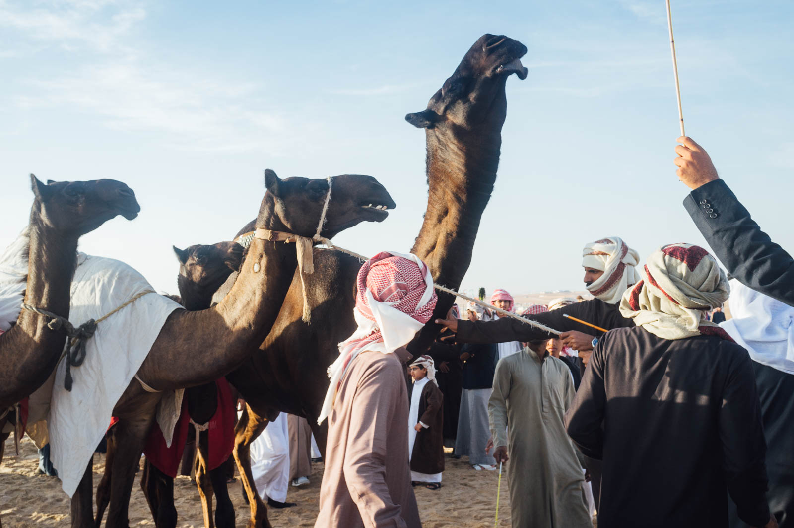 Camel Beauty 01, Photo by Milo | Photographer