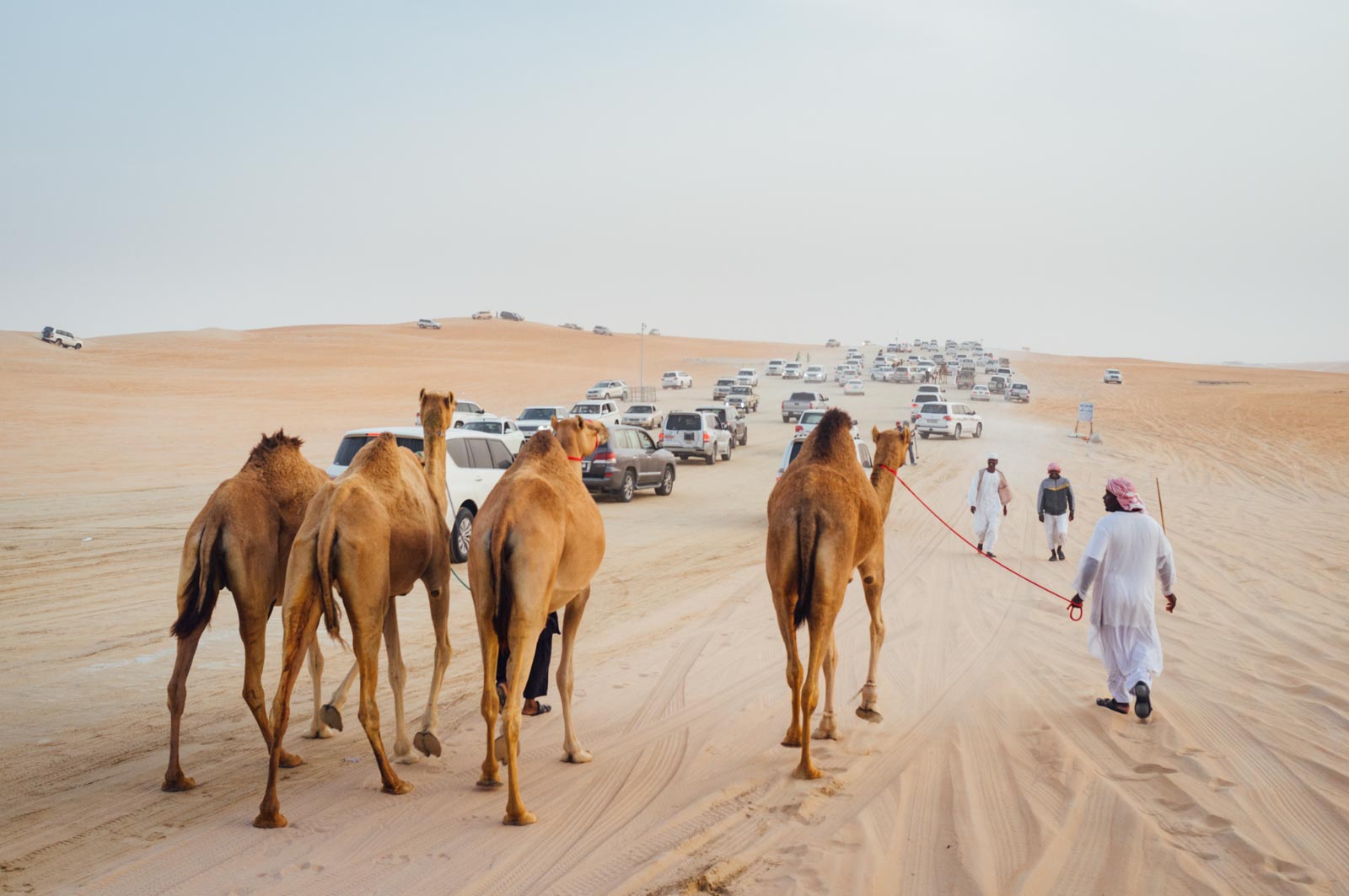 Camel Beauty 03, Photo by Milo | Photographer