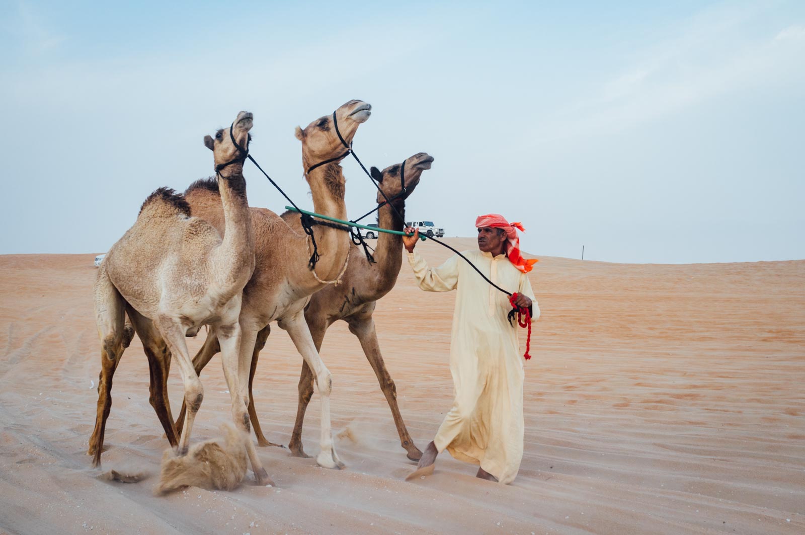 Camel Beauty 04, Photo by Milo | Photographer